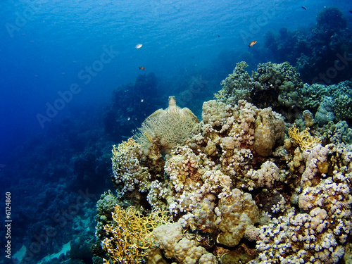Turtle, fish and corals of the Red Sea
