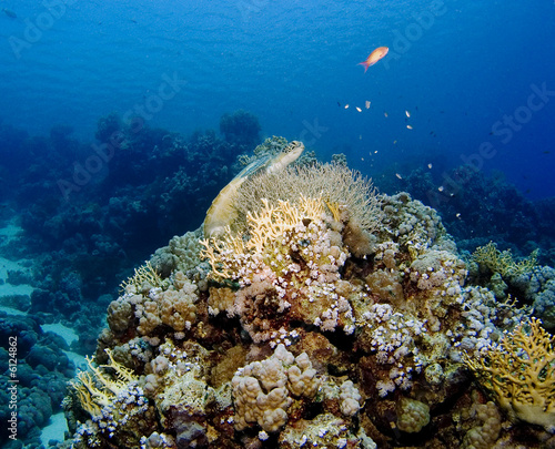 Turtle  fish and corals of the Red Sea