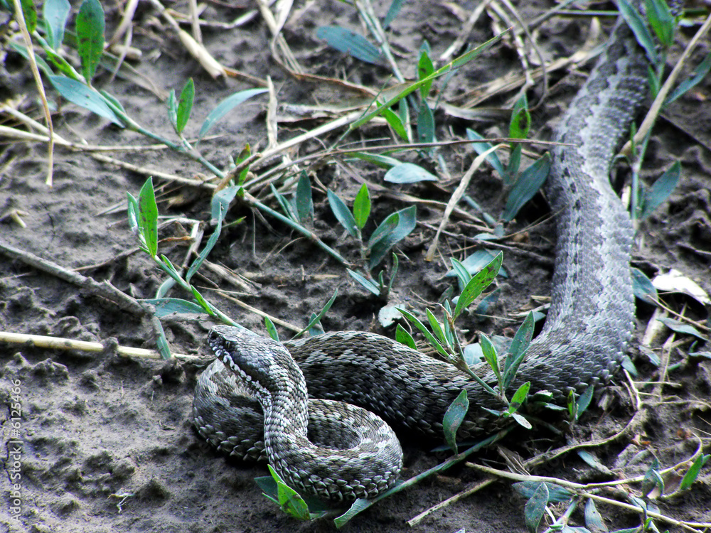 Obraz premium Steppe Viper