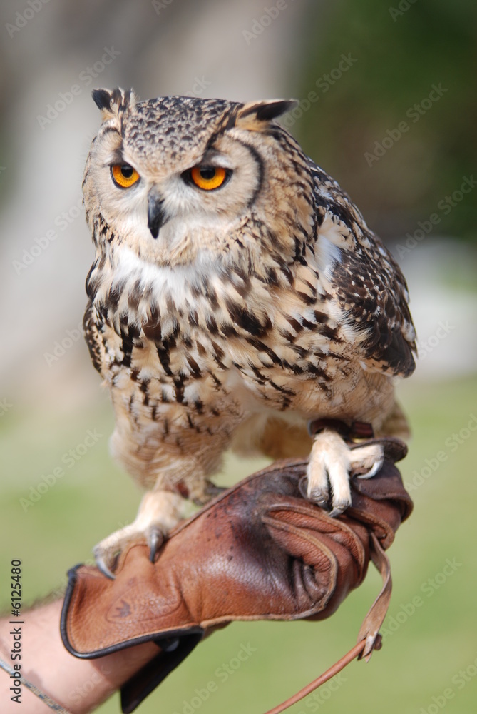 Naklejka premium bengal owl