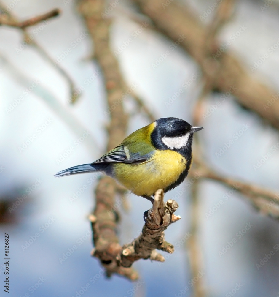 Fototapeta premium Great Tit ( Parus major )