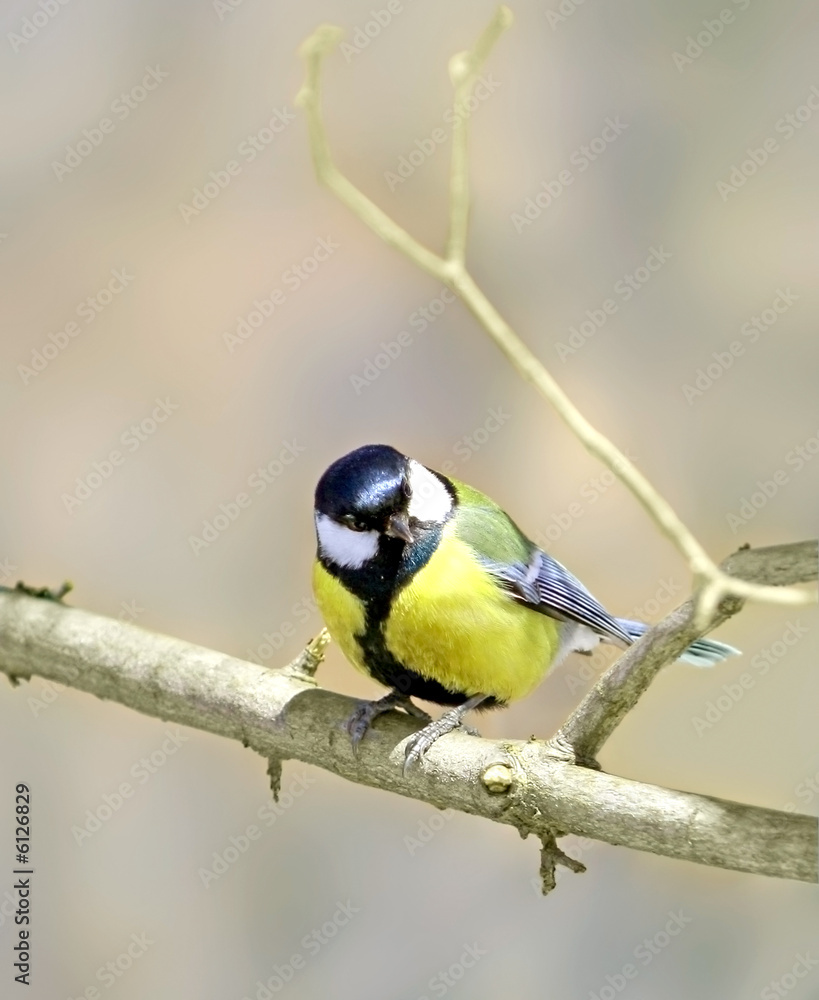 Obraz premium Great Tit ( Parus major )
