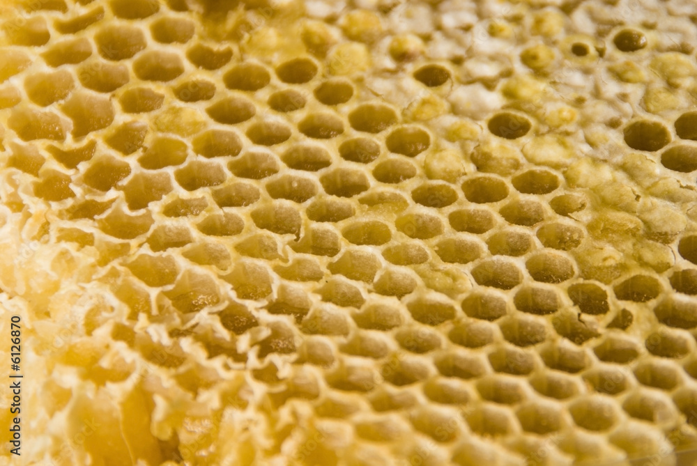 honey comb honey comb