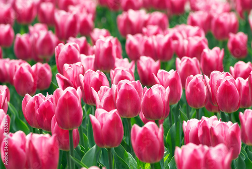Pink tulip flowers field