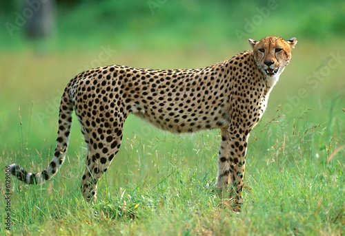 Cheetah in National park of South Africa photo