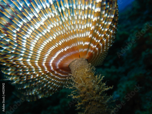 spirografo