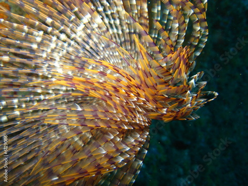 spirografo