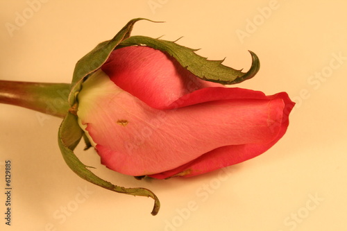 Slika na platnu Long stem rose