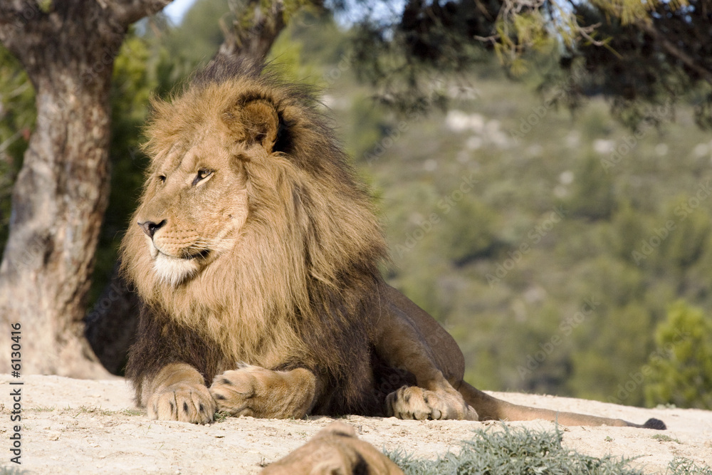 Obraz premium lion