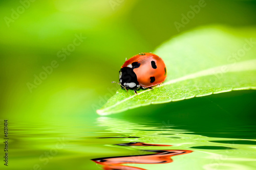 Ladybug balanced on a bright green leaf with reflection