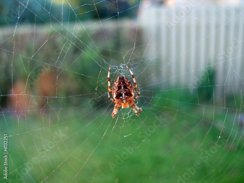 Spider work on a web net