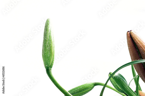 bud