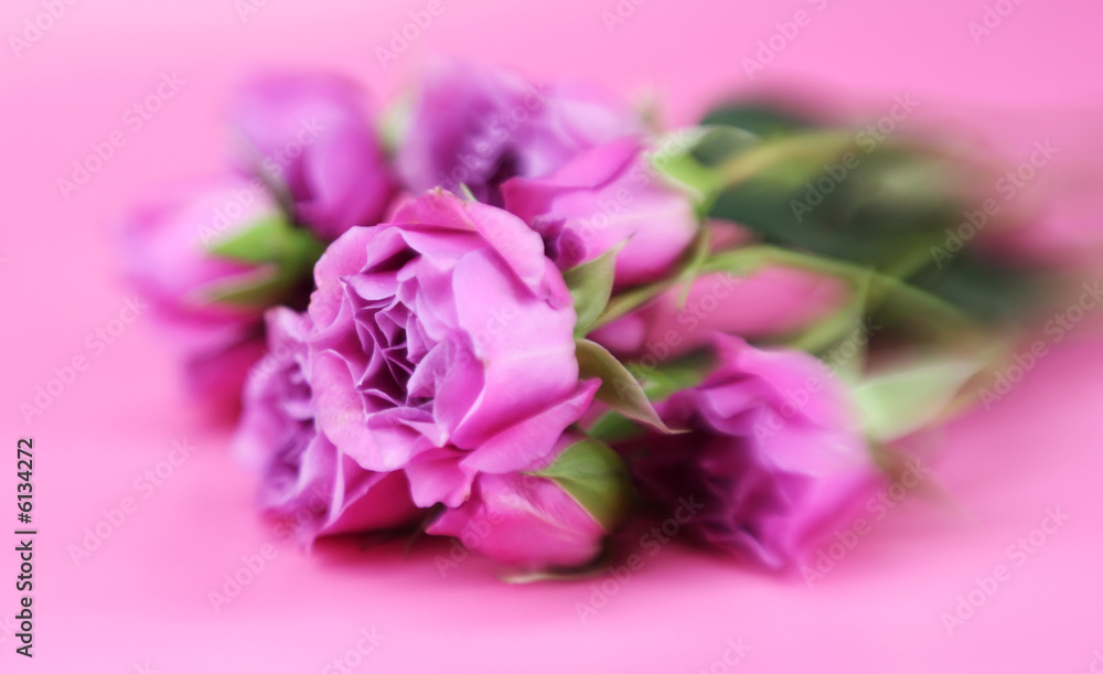 A bunch of pink roses with a speciall focus effect