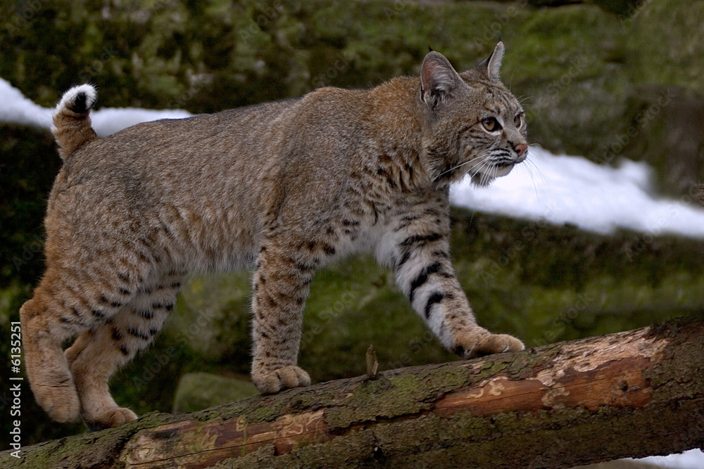 Obraz premium Luchs