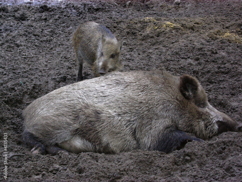Wildschweine