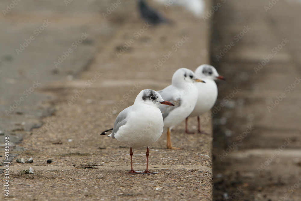 Fototapeta premium three seagulls