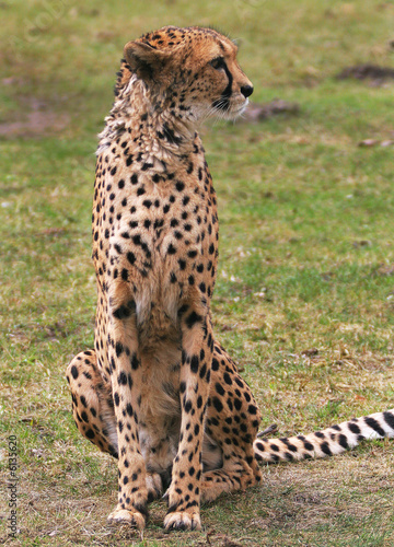 Photography Gepard