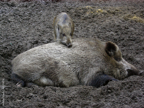 Wildschweine