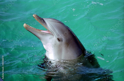 dolphin