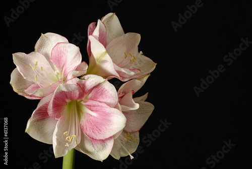 amaryllis blanc et rose