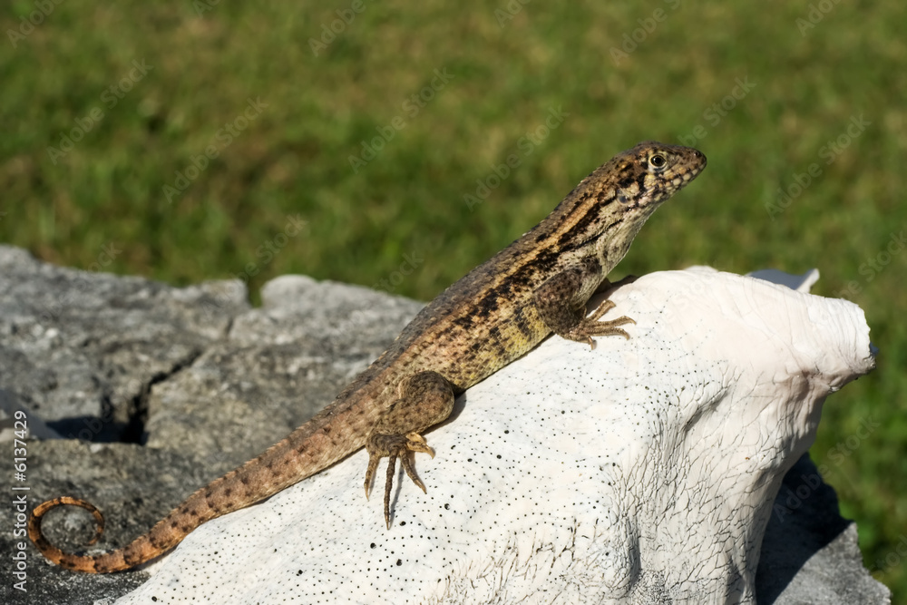 gecko taking in the heat from the sun gecko taking in the heat from the sun