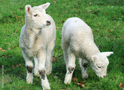 Spring Lambs