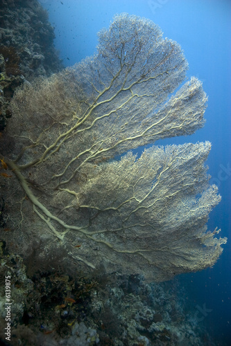 softcoral