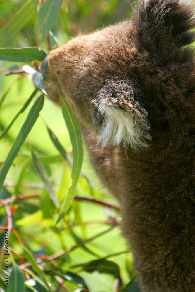 Картината върху платно Koala Bear