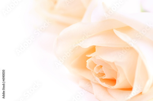 Macro of two delicate high key beige roses on white background photo