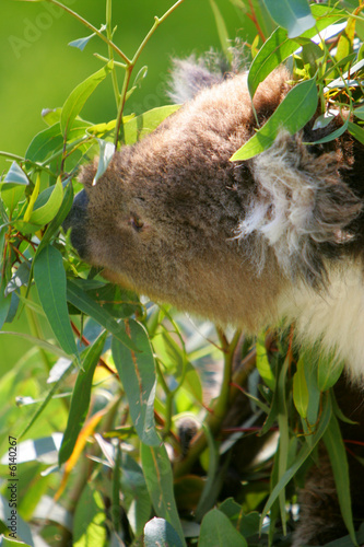 Canvas Print Koala Bear