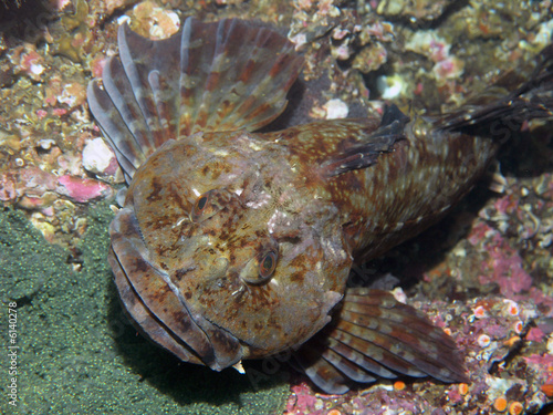 Cabezon Guarding Eggs
