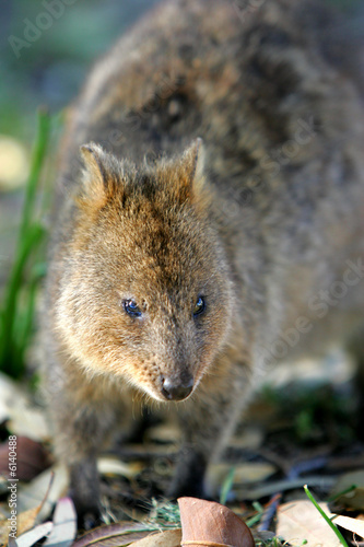 Australian Quokka © Kitch Bain