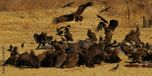 Vultures feeding