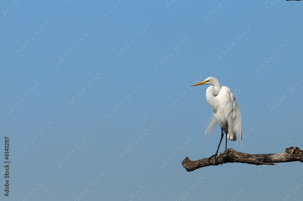 grande aigrette great egret Ardea alba grande aigrette great egret Ardea alba