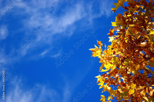 Autumn leaves on a blue sky backgroud