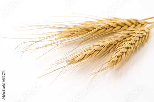 Dried rye
