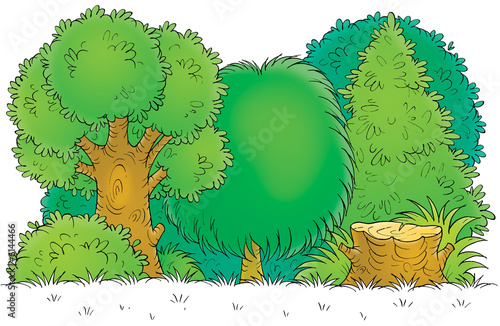 Woodland