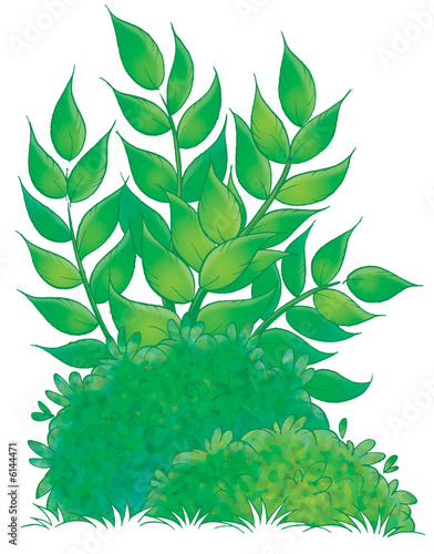 Bush