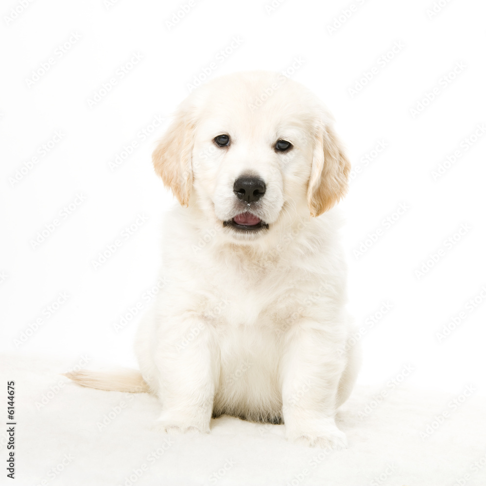 cute puppy cute puppy