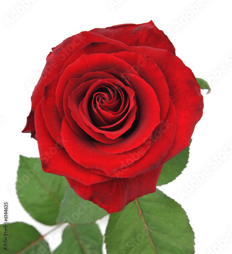 Nice red rose isolated background for more inspiration