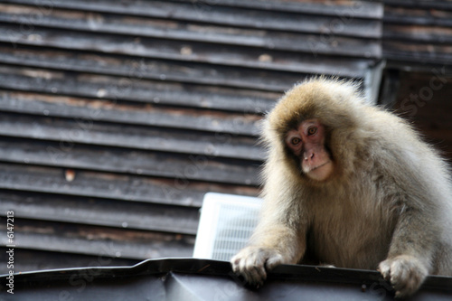 Onsen Monkeys