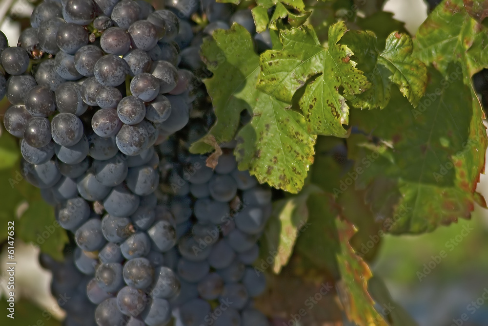 custom made wallpaper toronto digital.Bunch of grapes in a vine