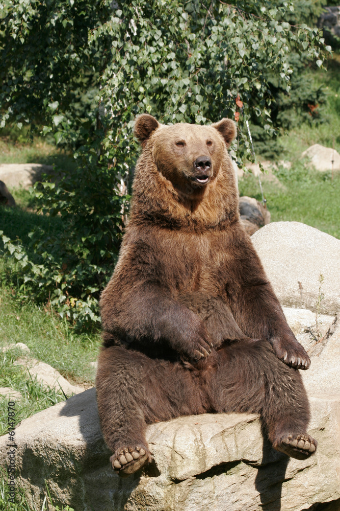 Obraz premium Brown bear