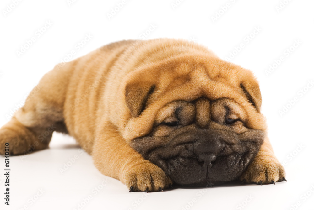 Funny sharpei puppy isolated on white background Funny sharpei puppy isolated on white background