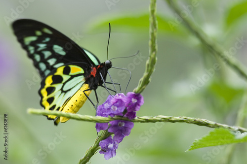 Clipper Butterfly © Celso Diniz