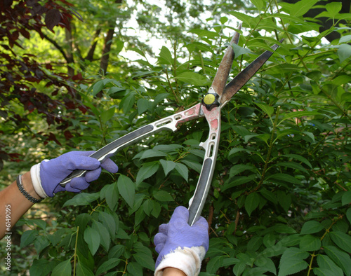 a gardener pruning a forsythia bush