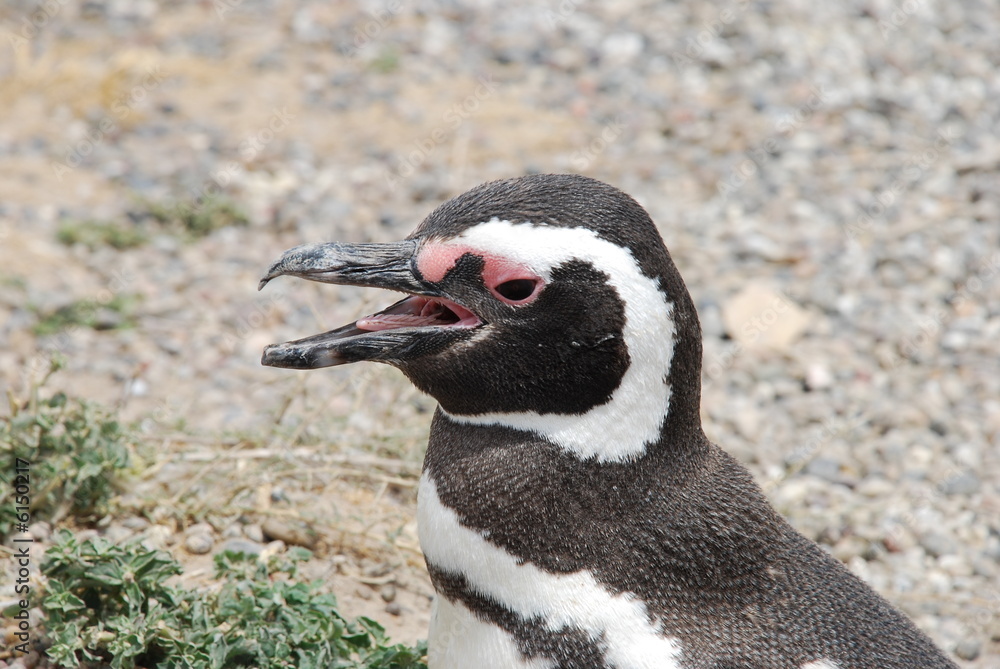 Naklejka premium Penguin