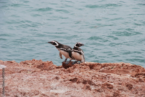 Penguins