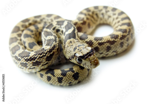 Bull Snake-Gopher Snake