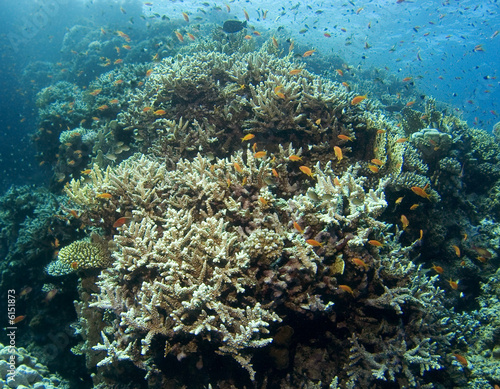 Colorful reef in the Red Sea  Egypt